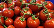 DOMATESLER BEYAZ RUSYA'YA